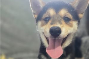 Lucky - Shiba Inu for sale