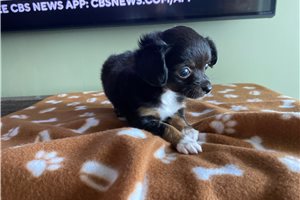 Wren - Chihuahua for sale