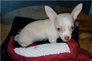 Aspen - Chihuahua for sale