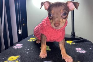Waverly - Chihuahua for sale