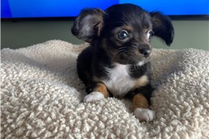 Crystal - Chihuahua for sale