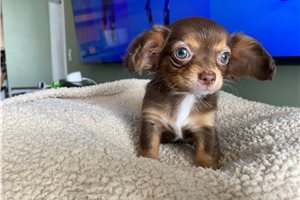 ChiChi - Chihuahua for sale