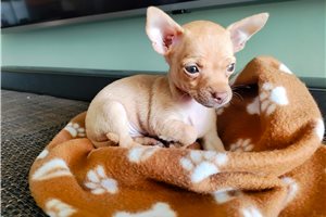 Mateo - Chihuahua for sale