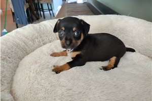 Angel - puppy for sale