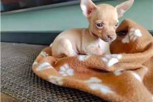 Michael - Chihuahua for sale