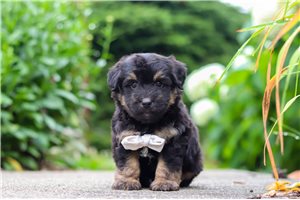 Phineas - Aussiedoodle for sale