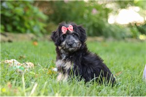 Penny - puppy for sale