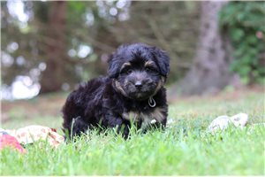 Phineas - Aussiedoodle for sale