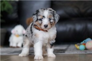 Roger - Aussiedoodle for sale