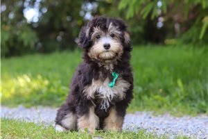 Henry - Aussiedoodle for sale