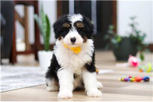 Rocco - Aussiedoodle for sale