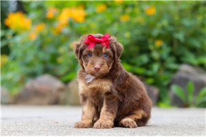 Paloma - Aussiedoodle for sale