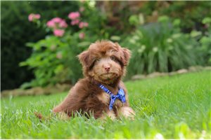 Percy - puppy for sale