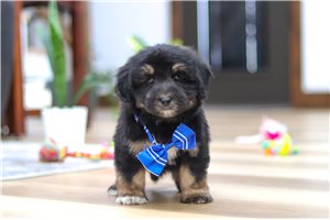 Rhett - Aussiedoodle for sale