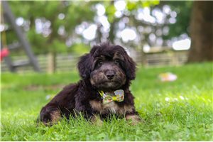 Pedro - Aussiedoodle for sale