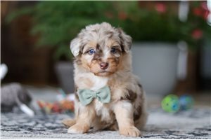 Reid - Aussiedoodle for sale