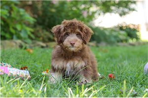 Potter - puppy for sale