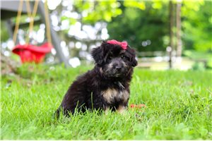 Penny - Aussiedoodle for sale