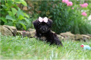 Penny - puppy for sale