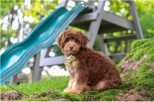 Potter - Aussiedoodle for sale