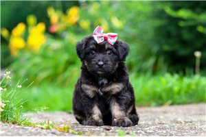 Penny - Aussiedoodle for sale