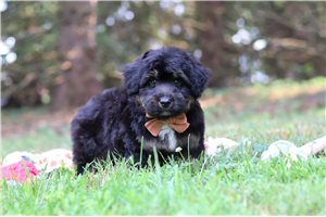 Pedro - Aussiedoodle for sale