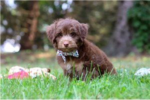 Potter - Aussiedoodle for sale