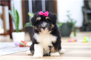 Rylee - Aussiedoodle for sale