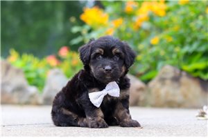 Pedro - Aussiedoodle for sale