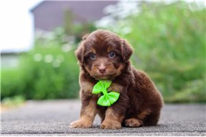 Percy - Aussiedoodle for sale