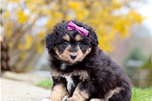 Harley - Aussiedoodle for sale