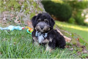 Pedro - puppy for sale