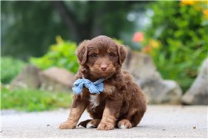 Potter - Aussiedoodle for sale
