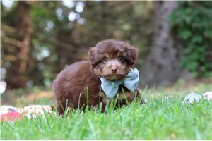 Percy - Aussiedoodle for sale