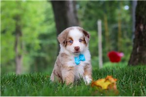 Tuck - puppy for sale