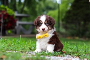 Toro - Miniature Australian Shepherd for sale