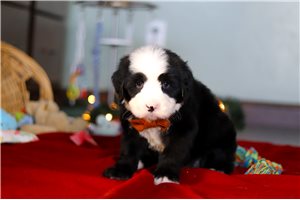 Amos - Bernedoodle for sale