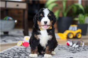 Sultan - Bernedoodle for sale