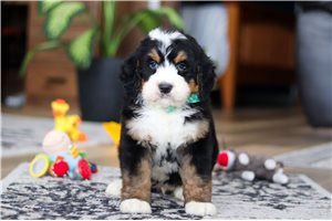 Salem - Bernedoodle for sale