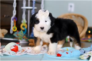Angie - Bernedoodle for sale