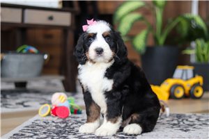 Sabrina - Bernedoodle for sale