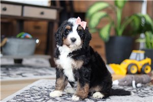 Sarah - Bernedoodle for sale