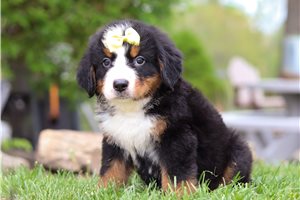 Sunny - Bernese Mountain Dog for sale
