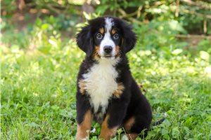Sport - Bernese Mountain Dog for sale