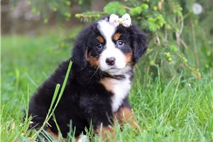 Summer - Bernese Mountain Dog for sale