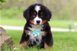Spitzer - Bernese Mountain Dog for sale