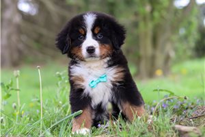 Sport - Bernese Mountain Dog for sale