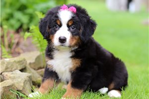 Sue - Bernese Mountain Dog for sale