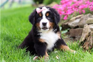 Stormy - Bernese Mountain Dog for sale