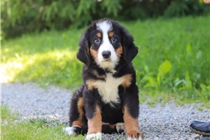 Summer - Bernese Mountain Dog for sale